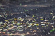 カオグロガビチョウ