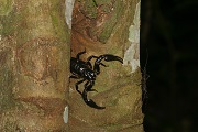 キョクトウサソリ科の全種
