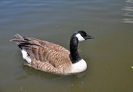 カナダガン