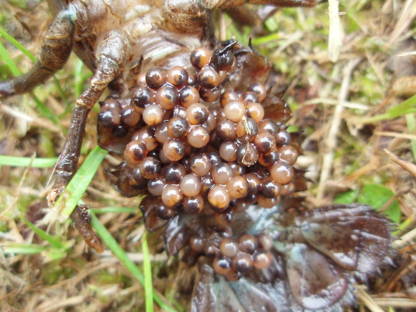 甲殻類資料集 | 日本の外来種対策 | 外来生物法
