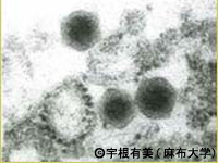 ウシガエルから分離したラナウイルス