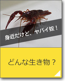 どんな生き物？