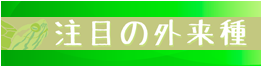 注目の外来種