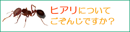 ヒアリについてごぞんじですか？