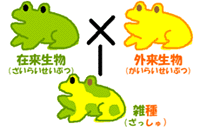 外来生物と在来生物の雑種の図