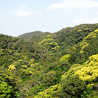 常緑広葉樹林
