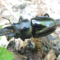 アマミマルバネクワガタ