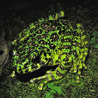 アマミイシカワガエル