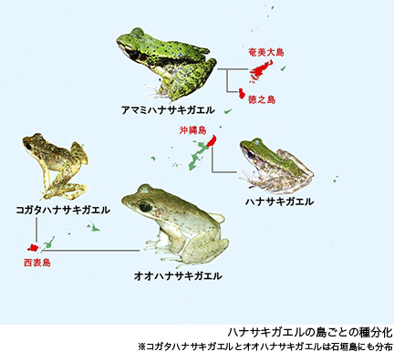 ハナサキガエルの島ごとの種分化