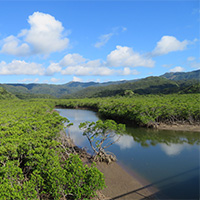 Mangrove forest