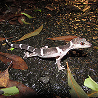 Banded ground gecko
