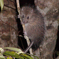 Ryukyu long-haired rat