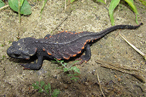 Anderson's crocodile newt