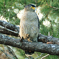 Crested serpent eagle