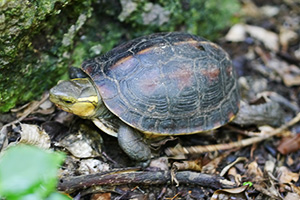 Yellow-margined box turtle