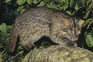 Iriomote cat