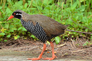 Okinawa rail