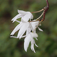 Dendrobium okinawense