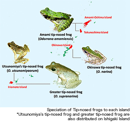 ハナサキガエルの島ごとの種分化