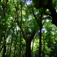 Subtropical rainforest