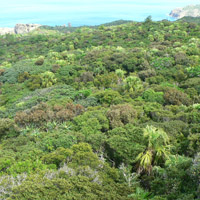 Dry shrub forest