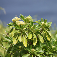 Dendrocacalia crepidifolia