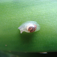 Land snail