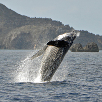 Whale watching