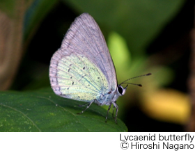 Lycaenid butterfly