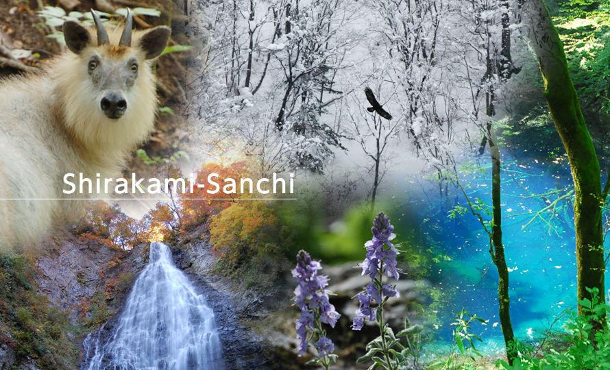 Shirakami-Sanchi