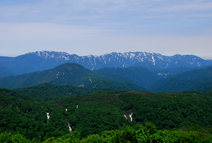 A Surviving Primeval Forest