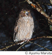 Blakiston's fish-owl