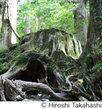 Wilson's Stump