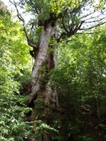 Daio-sugi Cedar