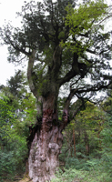 Jomon-sugi Cedar