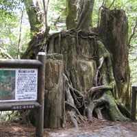 Yakusugi Cedar Land