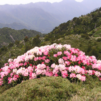 Dwarf Bamboo Grassland
