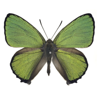 Chrysozephyrus ataxus yakushimaensis