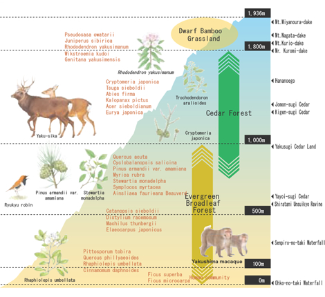 From Subtropical to Subalpine Zones