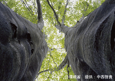 Fagus crenata