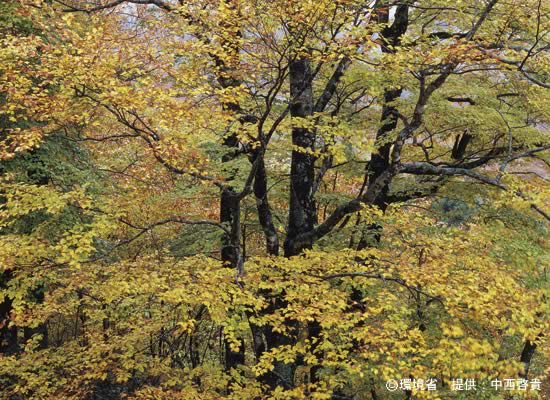 Photograph : Fagus crenata