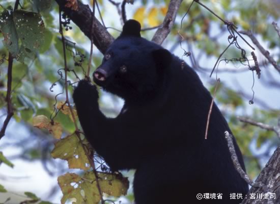 Photograph : Asiatic black bear