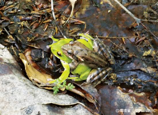 Photograph : Forest green tree frog and Montana brown frog  
