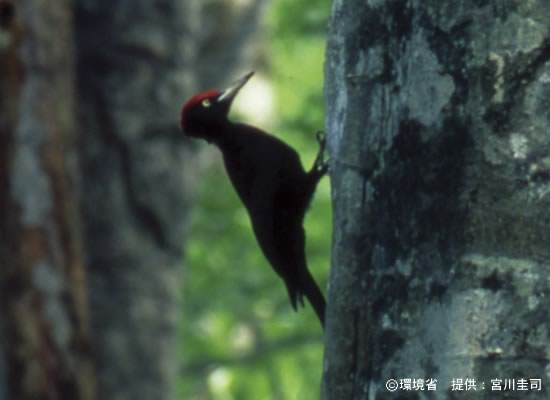 Photograph : Black woodpecker
