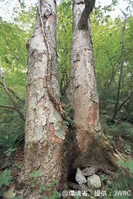 Photograph : Aesculus turbinata