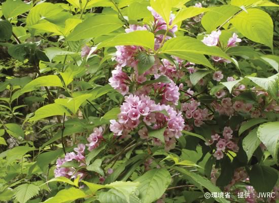 Photograph : Weigela hortensis