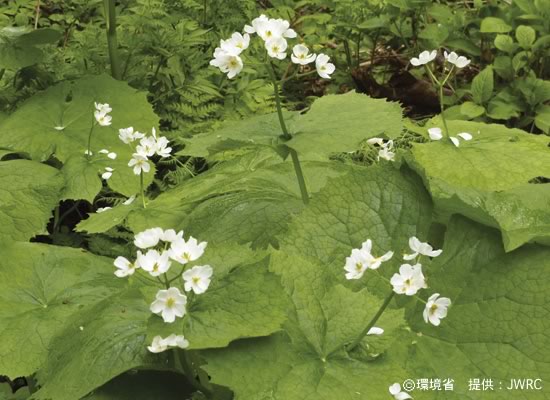 Photograph : Diphylleia grayi