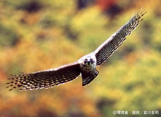 Photograph : Hodgson's hawk-eagle