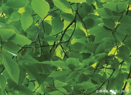 Photograph : Fagus crenata