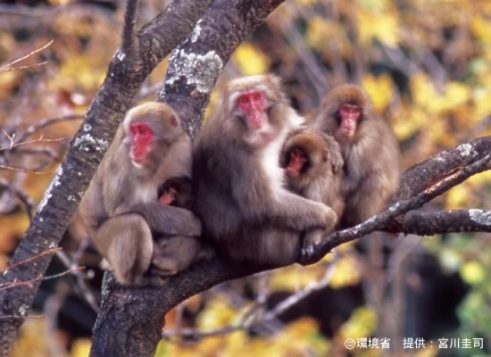 Photograph : Japanese macaque